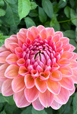 Joan's Collection @ Two Pony Two Pony Dahlia Plant 'LINDA'S BABY’ Joan's Collection