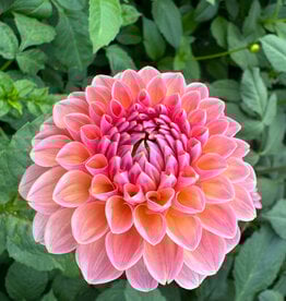 Joan's Collection @ Two Pony Two Pony Dahlia Plant 'LINDA'S BABY’ Joan's Collection