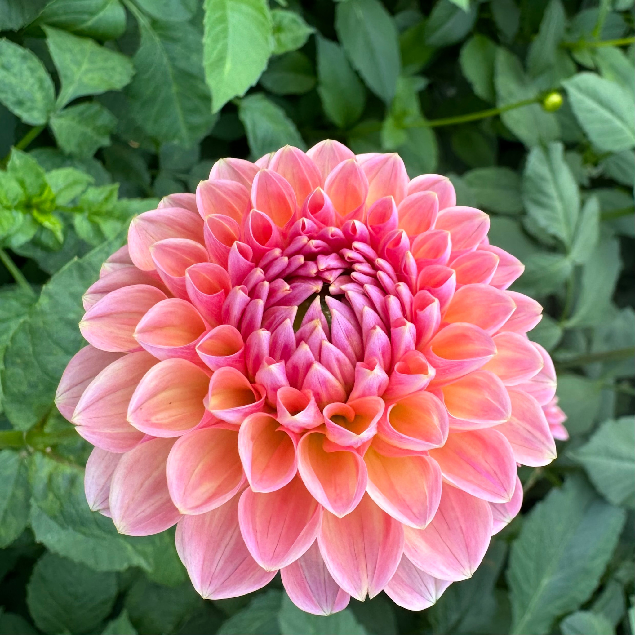 Joan's Collection @ Two Pony Two Pony Dahlia Plant 'LINDA'S BABY’ Joan's Collection