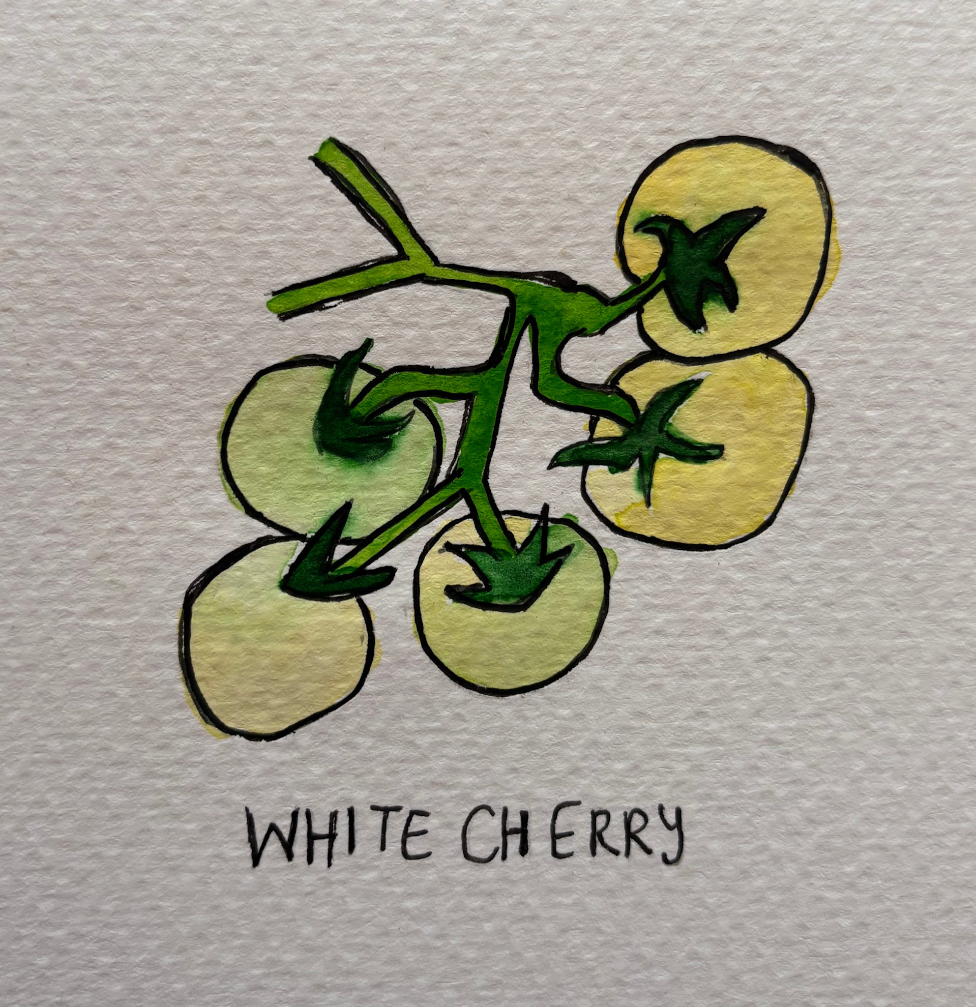 Two Pony Gardens 'White Cherry' Heirloom Tomato Plant - LOCAL PICKUP ONLY