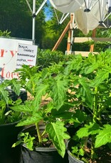 Two Pony Gardens 'White Cherry' Heirloom Tomato Plant - LOCAL PICKUP ONLY