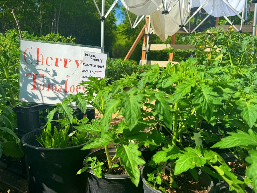 Two Pony Gardens 'White Cherry' Heirloom Tomato Plant - LOCAL PICKUP ONLY