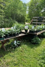 Two Pony Gardens 'White Cherry' Heirloom Tomato Plant - LOCAL PICKUP ONLY