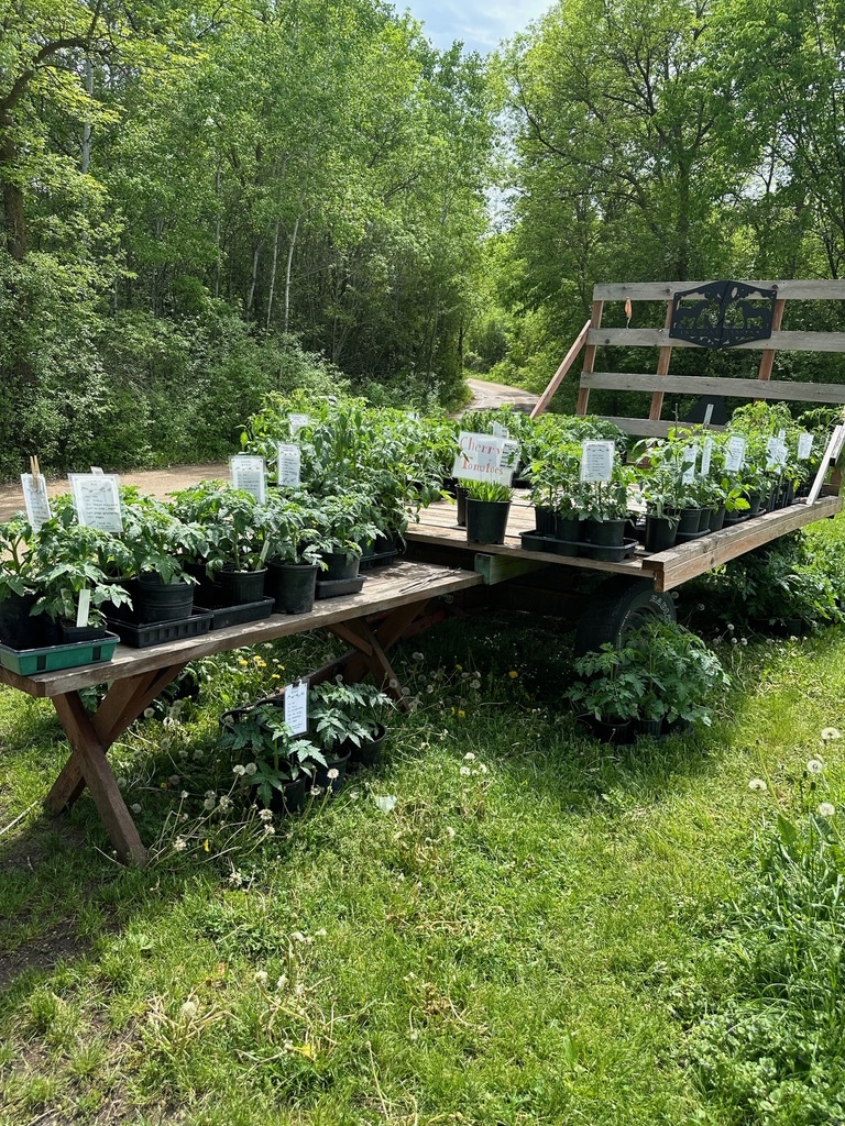 Two Pony Gardens 'White Cherry' Heirloom Tomato Plant - LOCAL PICKUP ONLY