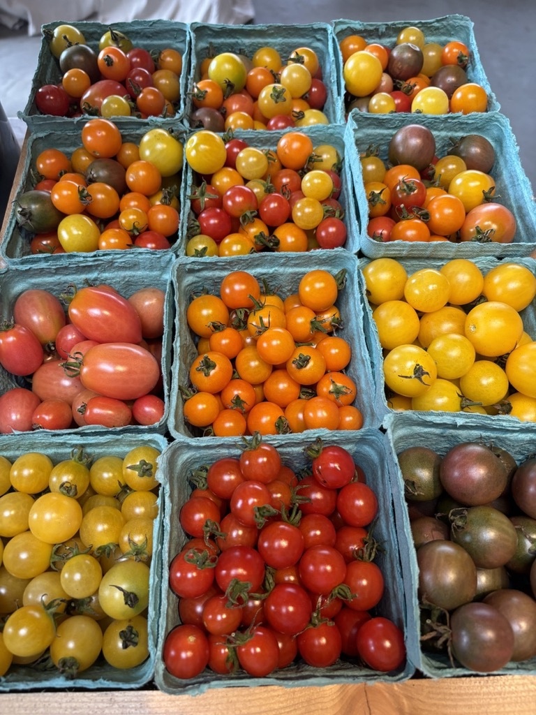 Two Pony Gardens 'White Cherry' Heirloom Tomato Plant - LOCAL PICKUP ONLY
