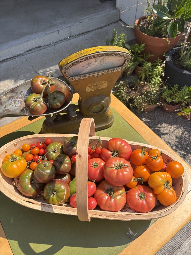 Two Pony Gardens 'White Cherry' Heirloom Tomato Plant - LOCAL PICKUP ONLY