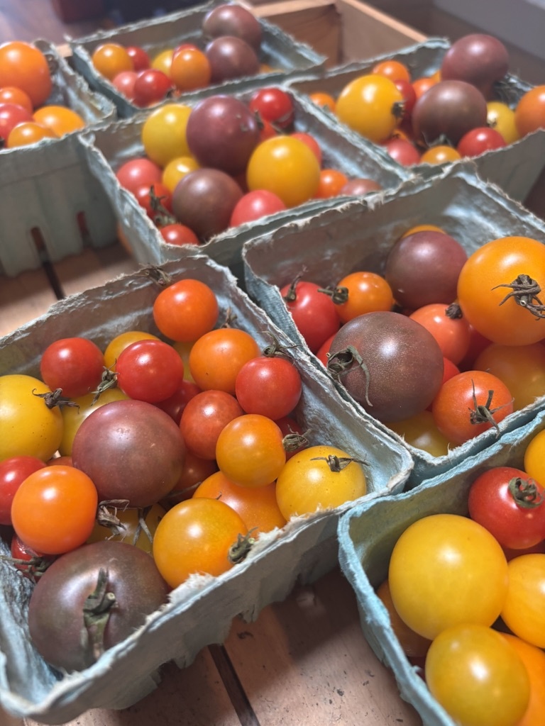 Two Pony Gardens 'White Cherry' Heirloom Tomato Plant - LOCAL PICKUP ONLY