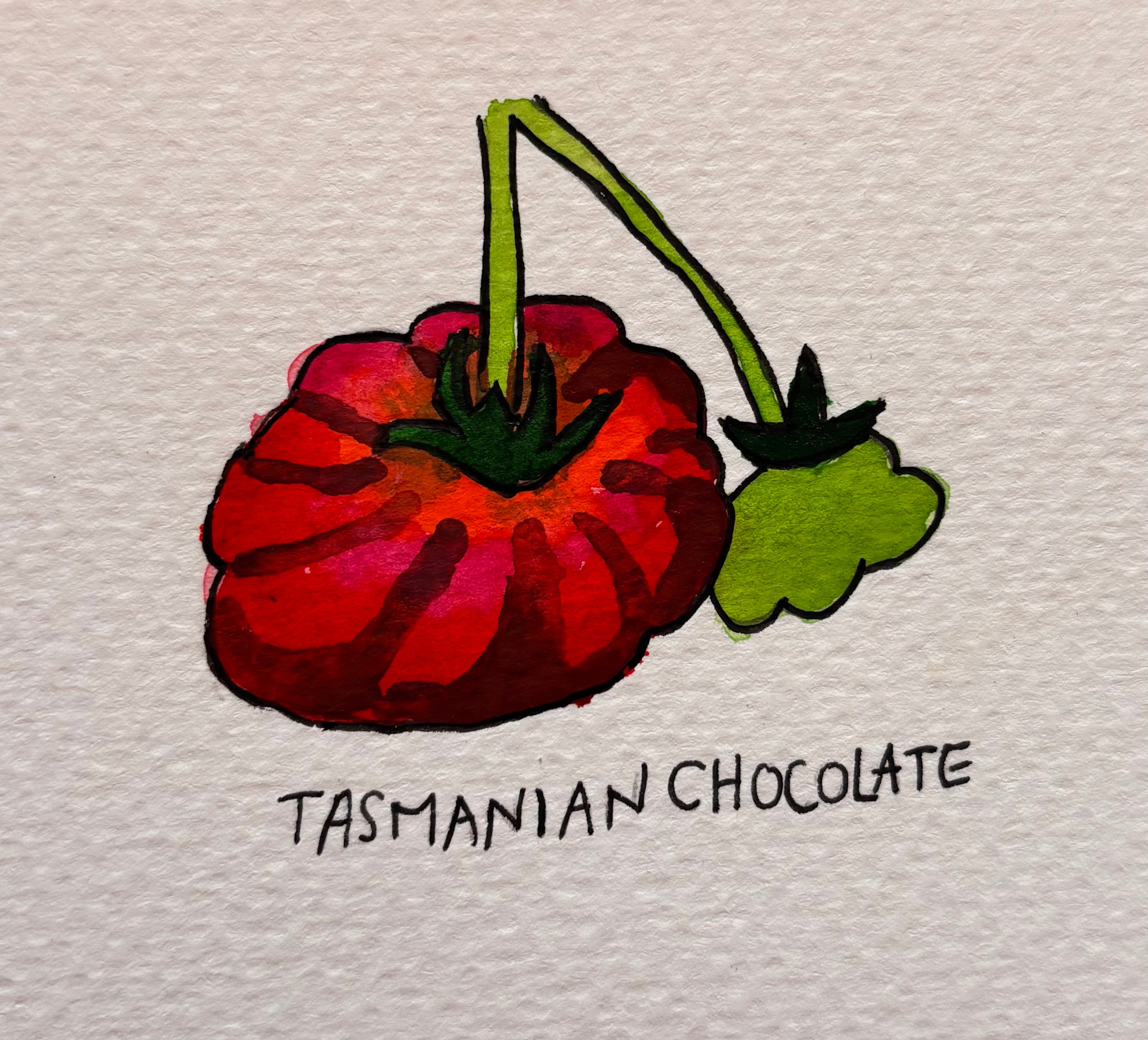 Two Pony Gardens 'Tasmanian Chocolate' Heirloom Tomato Plant