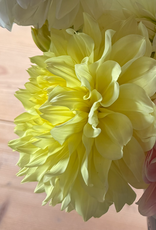 Joan's Collection @ Two Pony Two Pony Dahlia Plant 'A-PEELING' Joan's Collection