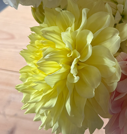 Two Pony Dahlia Plant 'A-PEELING' Joan's Collection