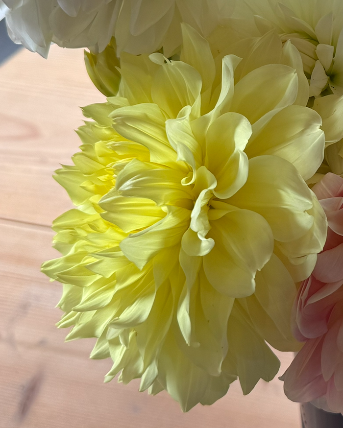 Joan's Collection @ Two Pony Two Pony Dahlia Plant 'A-PEELING' Joan's Collection