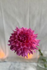 Joan's Collection @ Two Pony Two Pony Dahlia Plant 'WYN'S PINK PEARL' Joan's Collection