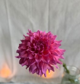 Joan's Collection @ Two Pony Two Pony Dahlia Plant 'WYN'S PINK PEARL' Joan's Collection