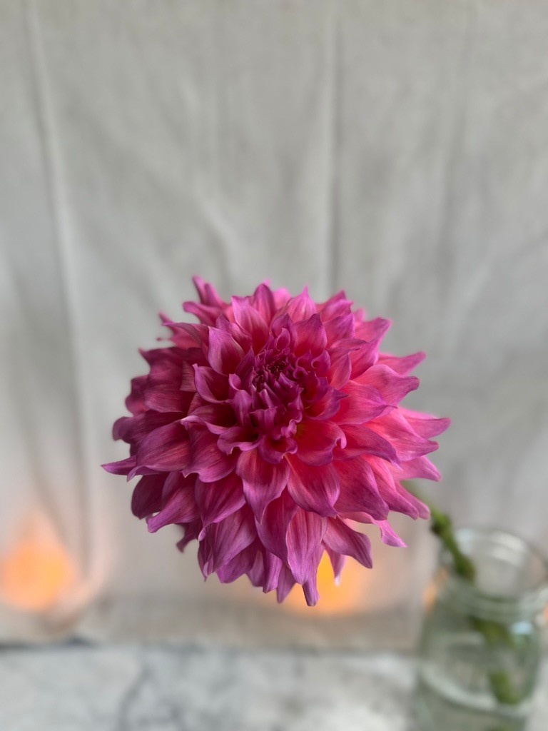 Joan's Collection @ Two Pony Two Pony Dahlia Plant 'WYN'S PINK PEARL' Joan's Collection