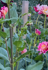 Joan's Collection @ Two Pony Two Pony Dahlia Plant 'MAMACITA' Joan's Collection