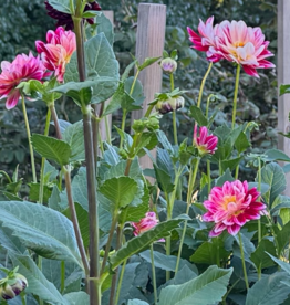 Joan's Collection @ Two Pony Two Pony Dahlia Plant 'MAMACITA' Joan's Collection