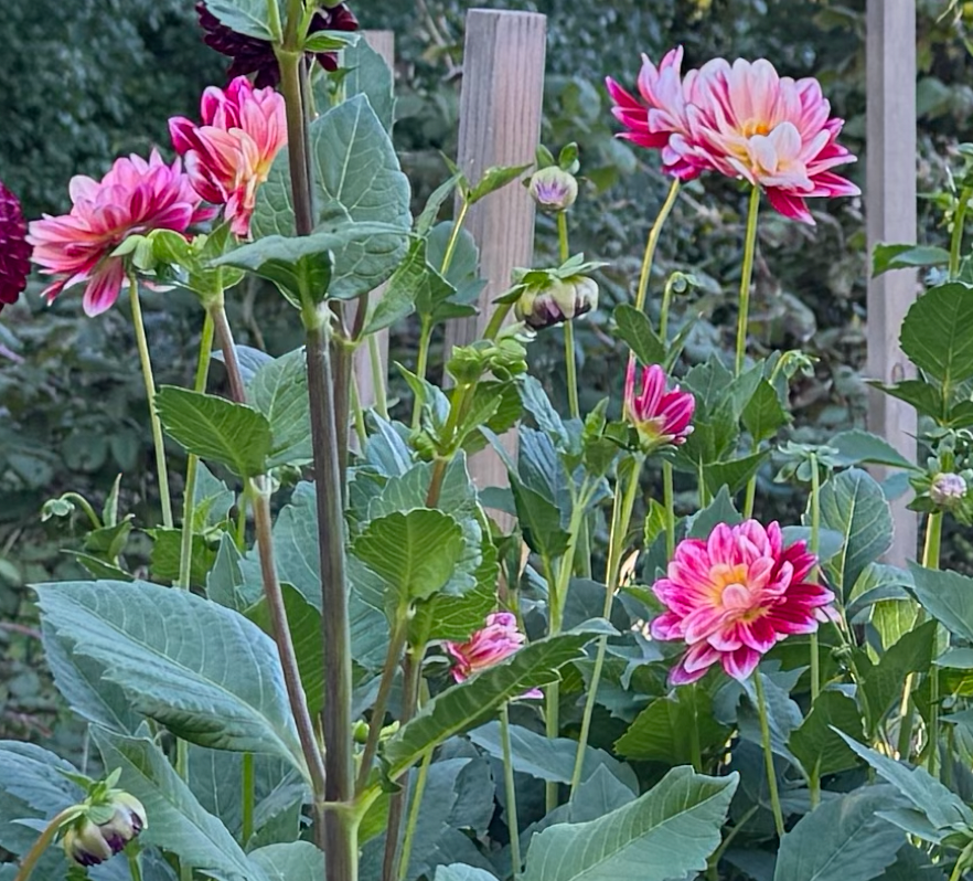 Joan's Collection @ Two Pony Two Pony Dahlia Plant 'MAMACITA' Joan's Collection