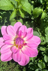 Joan's Collection @ Two Pony Two Pony Dahlia Plant 'MISSY SUE' Joan's Collection