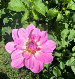 Joan's Collection @ Two Pony Two Pony Dahlia Plant 'MISSY SUE' Joan's Collection