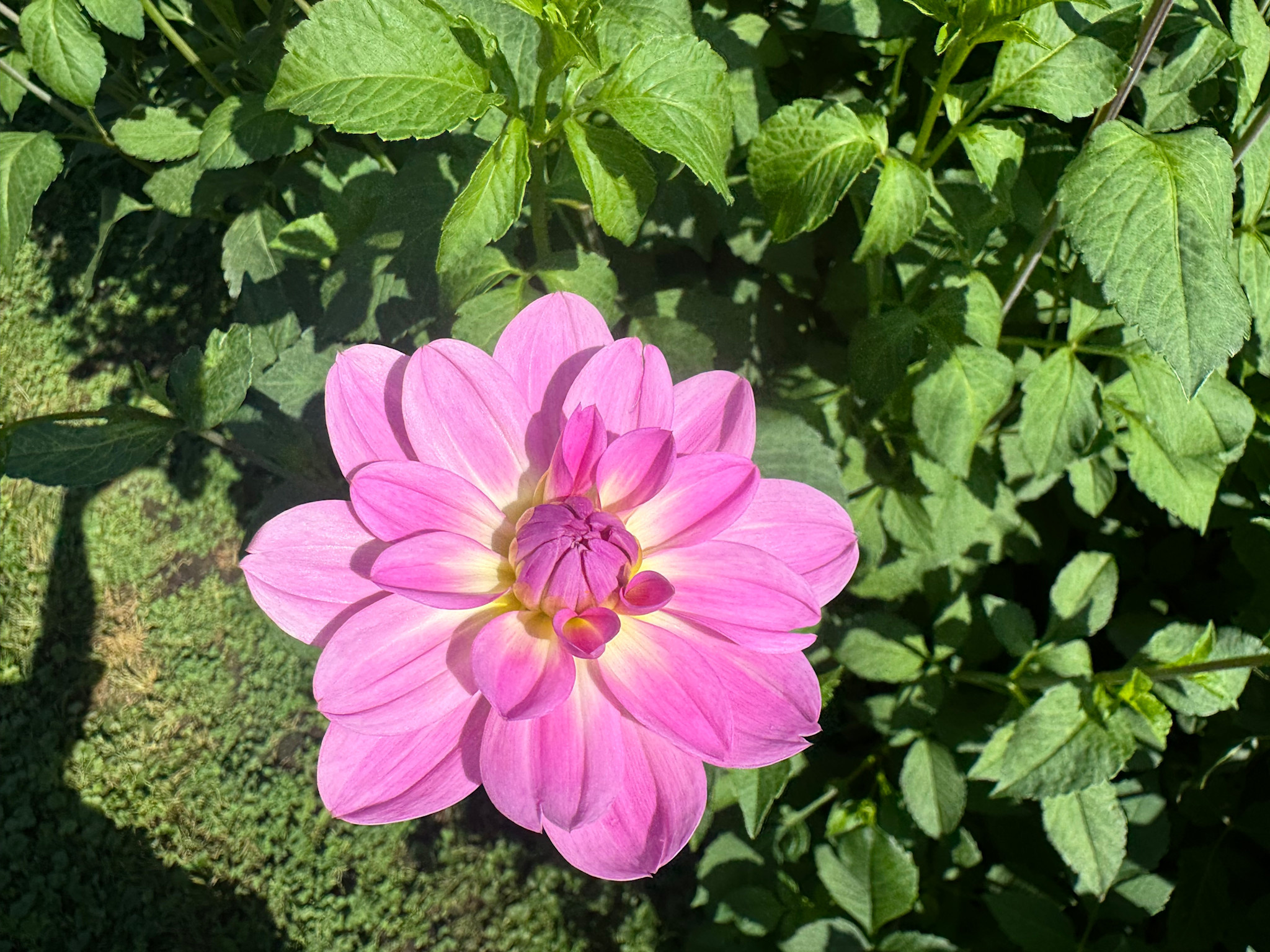 Joan's Collection @ Two Pony Two Pony Dahlia Plant 'MISSY SUE' Joan's Collection