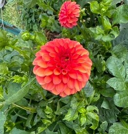 Two Pony Dahlia Plant 'BENJAMIN MATTHEW' Joan's Collection