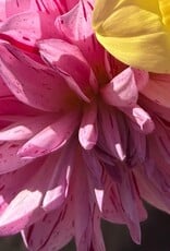 Joan's Collection @ Two Pony Two Pony Dahlia Plant 'CHA CHING’ Joan's Collection