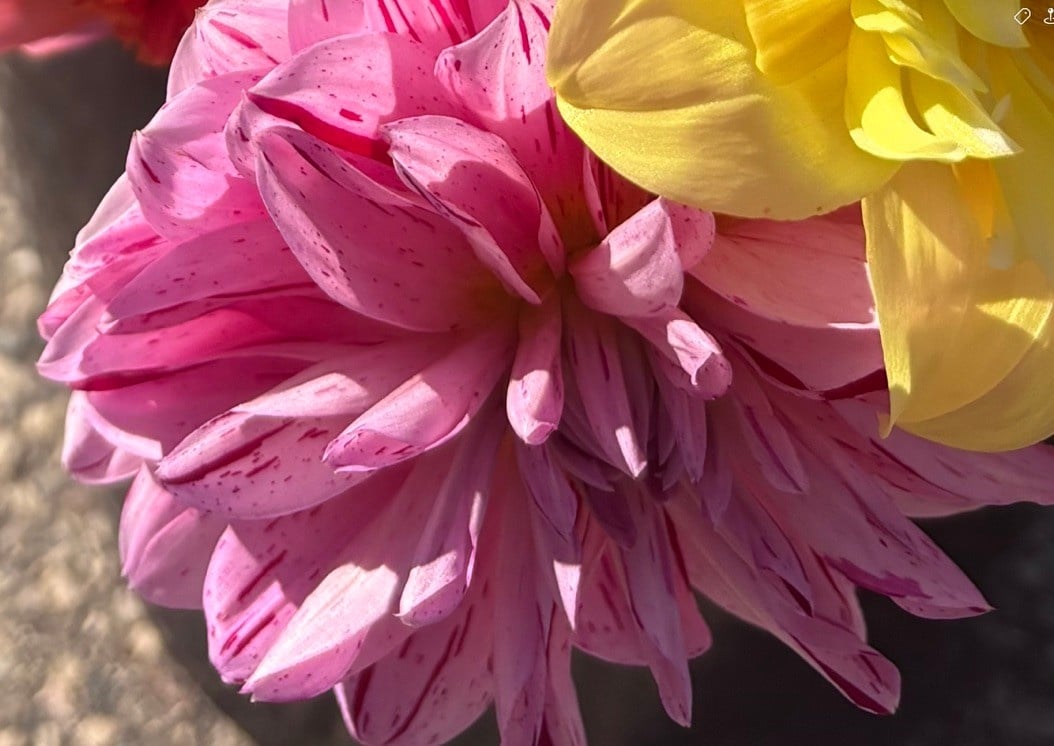 Joan's Collection @ Two Pony Two Pony Dahlia Plant 'CHA CHING’ Joan's Collection