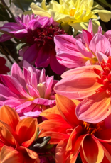 Joan's Collection @ Two Pony Two Pony Dahlia Plant 'CHA CHING’ Joan's Collection