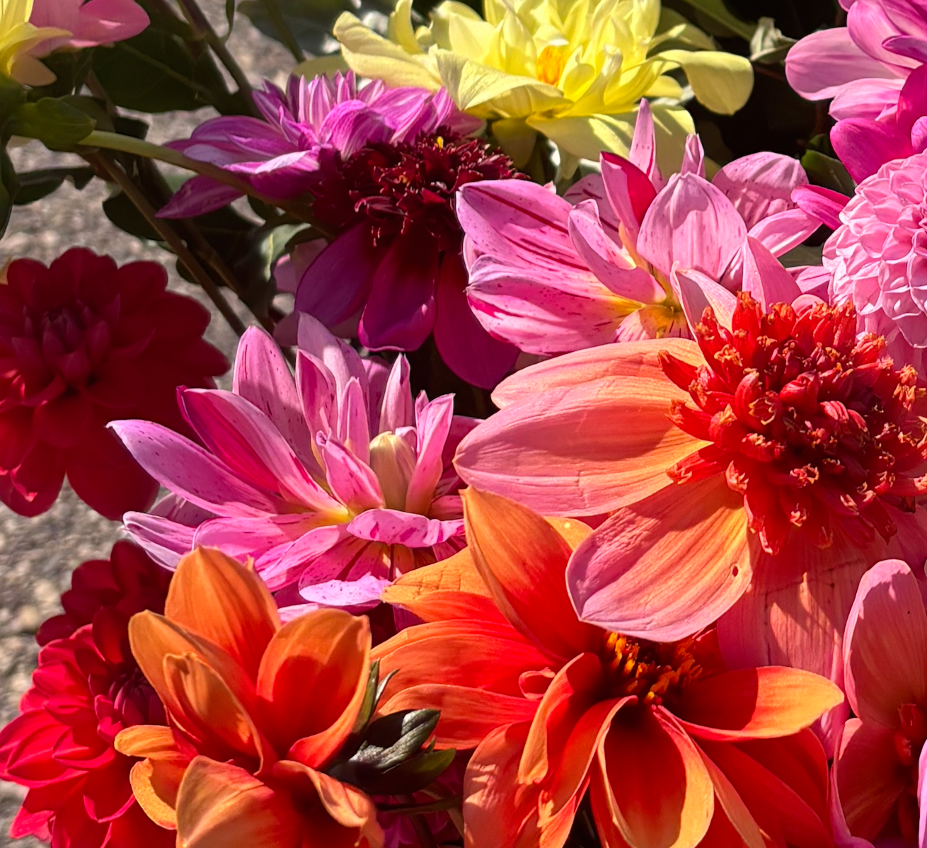 Joan's Collection @ Two Pony Two Pony Dahlia Plant 'CHA CHING’ Joan's Collection