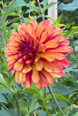 Joan's Collection @ Two Pony Two Pony Dahlia Plant 'GITTS CRAZY' Joan's Collection
