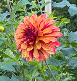 Joan's Collection @ Two Pony Two Pony Dahlia Plant 'GITTS CRAZY' Joan's Collection