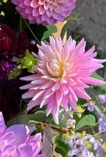 Joan's Collection @ Two Pony Two Pony Dahlia Plant 'MISS ROSE FLETCHER’ Joan's Collection