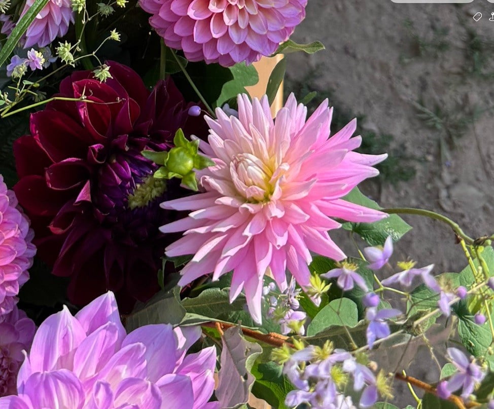 Joan's Collection @ Two Pony Two Pony Dahlia Plant 'MISS ROSE FLETCHER’ Joan's Collection