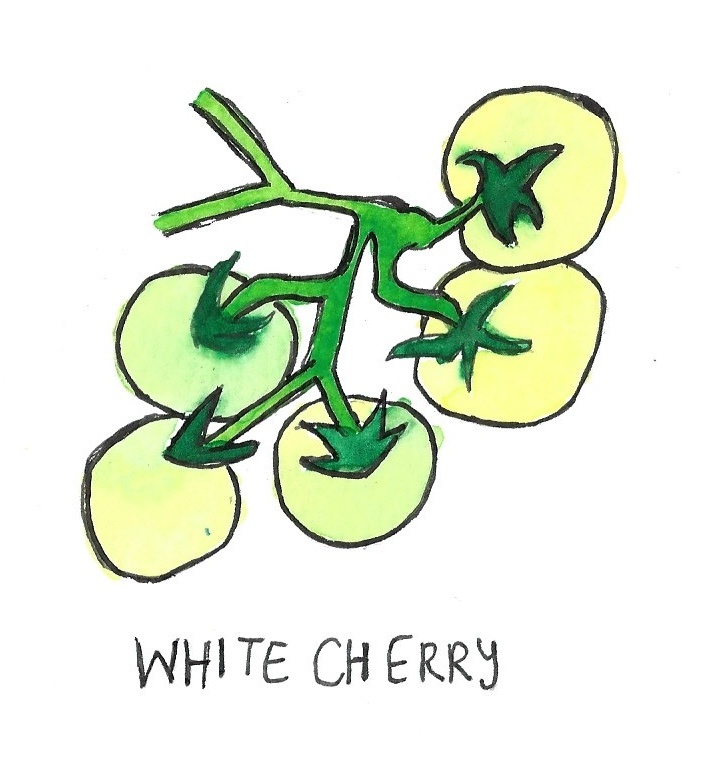 Two Pony Gardens 'White Cherry' Heirloom Tomato Plant - LOCAL PICKUP ONLY