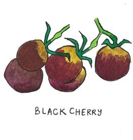 Two Pony Gardens 'Black Cherry' Heirloom Tomato Plant - LOCAL PICKUP ONLY