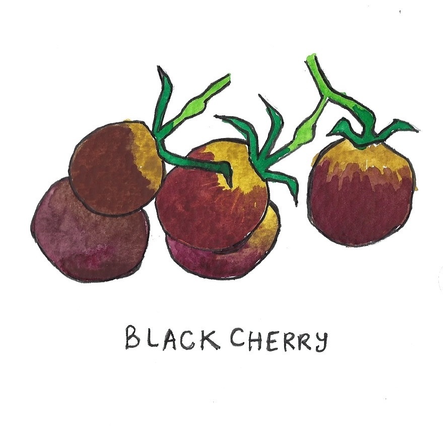 Two Pony Gardens 'Black Cherry' Heirloom Tomato Plant