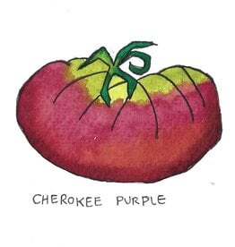 Two Pony Gardens 'Cherokee Purple' Heirloom Tomato Plant - LOCAL PICKUP ONLY