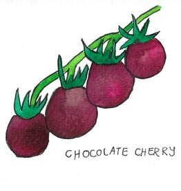 Two Pony Gardens 'Chocolate Cherry' Hybrid Tomato Plant - LOCAL PICKUP ONLY