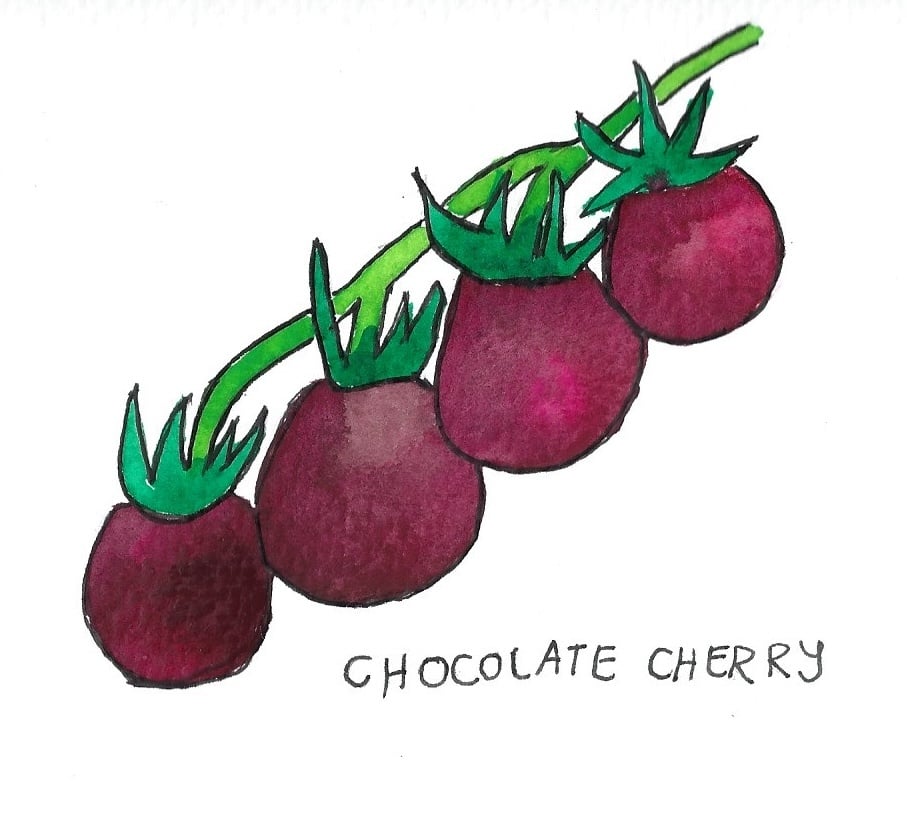 Two Pony Gardens 'Chocolate Cherry' Hybrid Tomato Plant