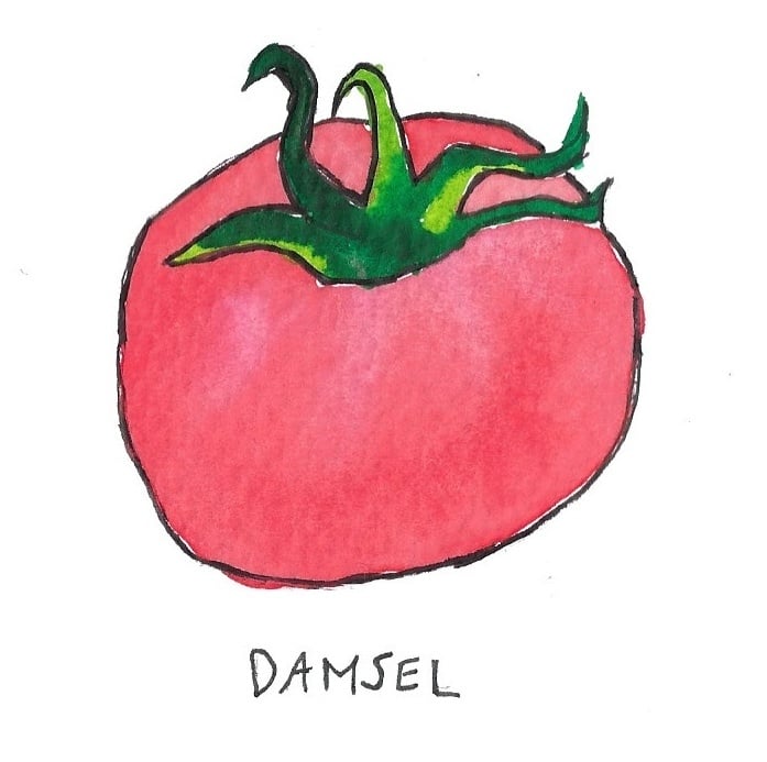 Two Pony Gardens 'Damsel' Hybrid Tomato Plant