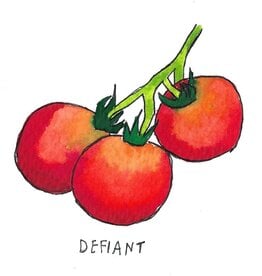 Two Pony Gardens 'Defiant' Hybrid Tomato Plant - LOCAL PICKUP ONLY