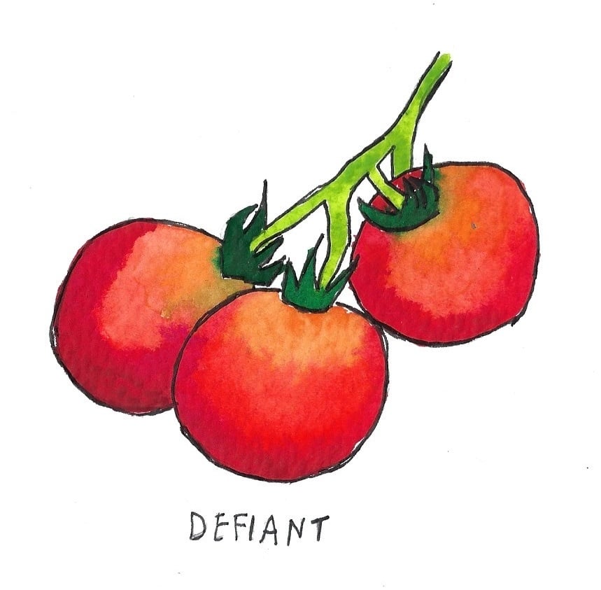 Two Pony Gardens 'Defiant' Hybrid Tomato Plant