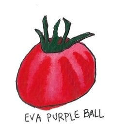 Two Pony Gardens 'Eva Purple Ball' Heirloom Tomato Plant - LOCAL PICKUP ONLY