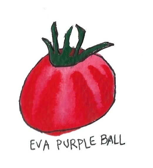 Two Pony Gardens 'Eva Purple Ball' Heirloom Tomato Plant