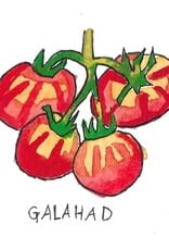 Two Pony Gardens 'Galahad' Hybrid Tomato Plant