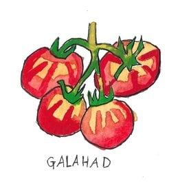 Two Pony Gardens 'Galahad' Hybrid Tomato Plant  - LOCAL PICKUP ONLY