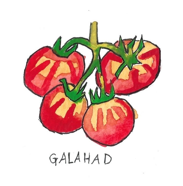 Two Pony Gardens 'Galahad' Hybrid Tomato Plant