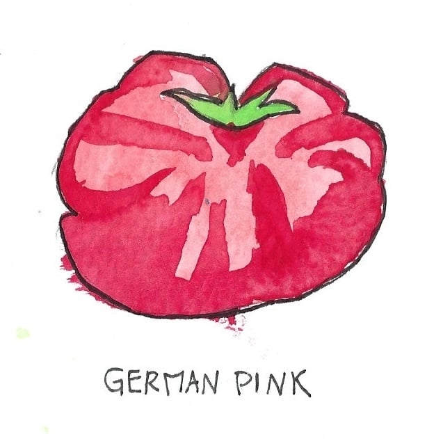 Two Pony Gardens 'German Pink' Heirloom Tomato Plant