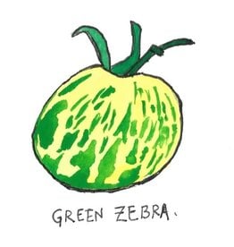 Two Pony Gardens 'Green Zebra' Heirloom Tomato Plant - LOCAL PICKUP ONLY