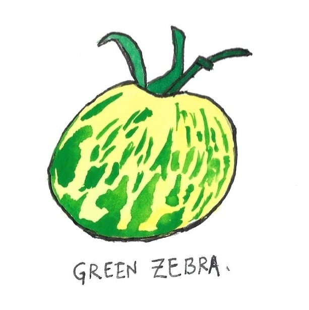 Two Pony Gardens 'Green Zebra' Heirloom Tomato Plant